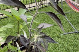 Thoughts on variety?