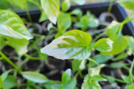 Keeping peppers from sunburn