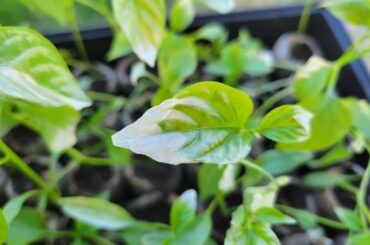 Keeping peppers from sunburn
