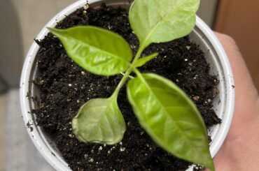 What could be wrong?