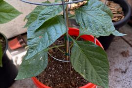 Porch peppers.
