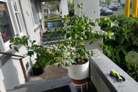 4 year old Carolina Reaper