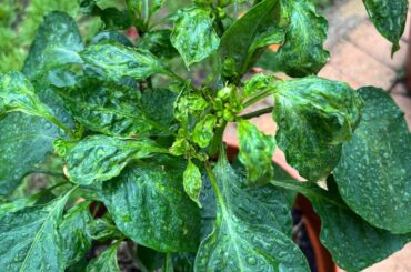 Unknown Blight Affecting Pepper Growth