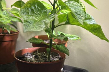 Pot up, or good to keep going?