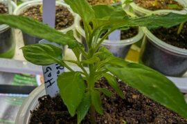 First year growing Sugar Rush Stripey