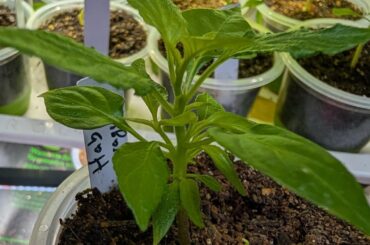 First year growing Sugar Rush Stripey