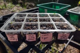 New Babies coming up!