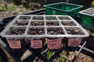 New Babies coming up!