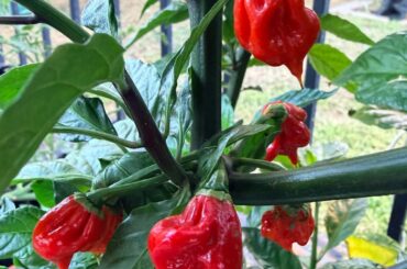 Fixed my SIP. 7 pot devil nipples look angrier