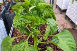 Leave Curl, Bugs? Heat? Water?