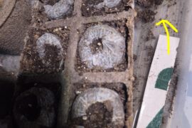 Why sprout out bottom?