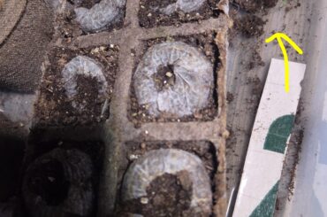 Why sprout out bottom?