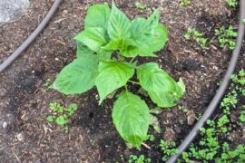 What would cause this