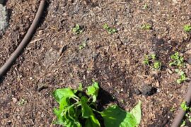 Is this heat stress?