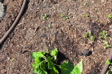 Is this heat stress?