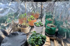 Coal Room Garden - Season 2