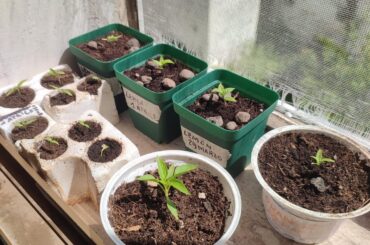 I miei habanero lemon Orange e chocolate ed un cayambe ed un chocolate da vivaio