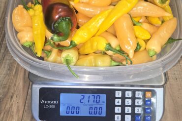 First Harvest