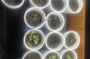 New grower here