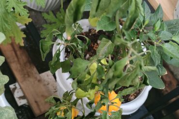 Help please with my Chili