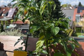 Need help (absolute beginner)