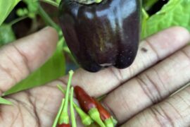 Purple Bell Pepper - why so small? (Grown from seed in February 26)