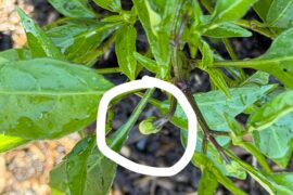 Caribbean red hot pepper bud