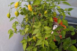 Pepper identification