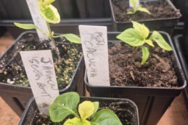 Is this from keeping them too wet?