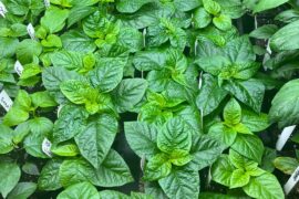 This is the best my plants have ever looked.