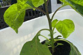 First plant ever tips