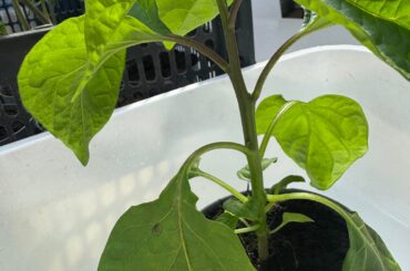 First plant ever tips