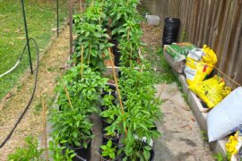 Louisiana hot peppers!