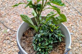 Who says small plants don't push out fries? #ScotchBonnet