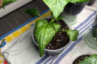 What are these spots on my peppers??