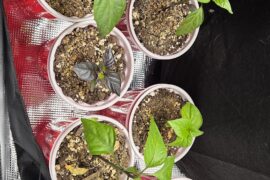 Purple leaves or photoinduced?