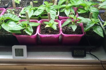 Plant differences