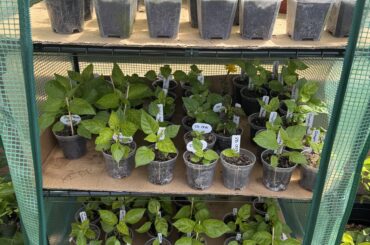 16 varieties