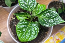 Should I cut these small leaves off?