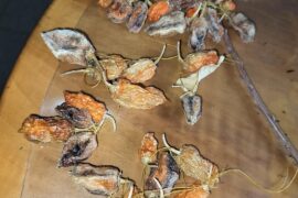 Dried Habanero