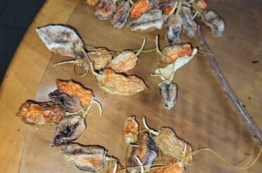 Dried Habanero