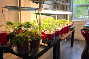 One Month Growth So Big