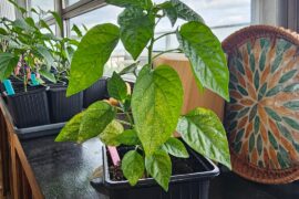 White spots and black particles