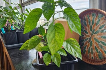 White spots and black particles