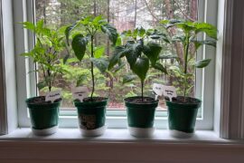 Moved to the windowsill