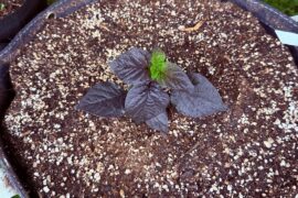 Getting pumped for this season