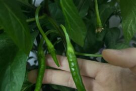 My very first peppers!