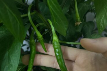My very first peppers!