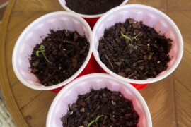 Scorched plants a week later!