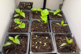 Leaf curl on Baccatums